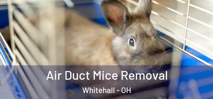  Air Duct Mice Removal Whitehall - OH
