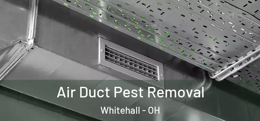 Air Duct Pest Removal Whitehall - OH