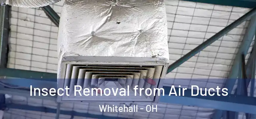  Insect Removal from Air Ducts Whitehall - OH
