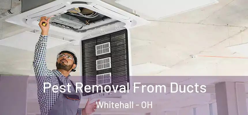 Pest Removal From Ducts Whitehall - OH